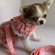 Schattige chihuahua-puppy's zijn klaar voor hun nieuwe huis - 1 - Thumbnail