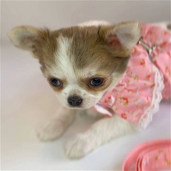 Schattige chihuahua-puppy's zijn klaar voor hun nieuwe huis - 2