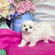 Prachtige Maltese puppy's op zoek naar hun nieuwe thuis - 1 - Thumbnail