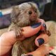 Charmante Marmoset-apen beschikbaar - 0 - Thumbnail