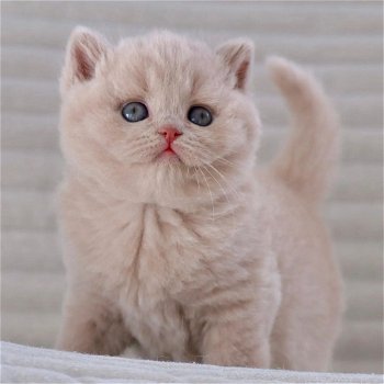 Lieve britse shothair kittens voor adoptie - 0
