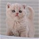 Lieve britse shothair kittens voor adoptie - 0 - Thumbnail