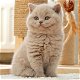 Lieve britse shothair kittens voor adoptie - 1 - Thumbnail