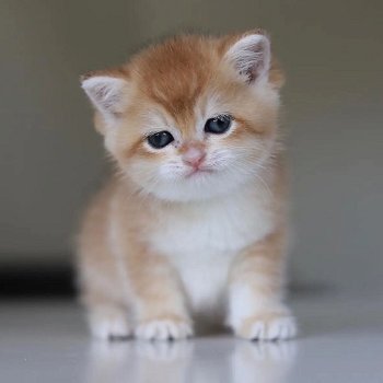 Schattige britse shothair kittens voor adoptie - 0