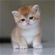 Schattige britse shothair kittens voor adoptie - 0 - Thumbnail