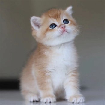 Schattige britse shothair kittens voor adoptie - 1