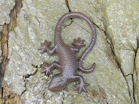 salamander , hagedis - 1