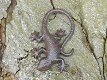 salamander , hagedis - 1 - Thumbnail