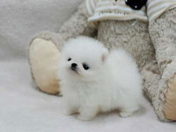 Onbetaalbare witte Pomeranian puppy voor adoptie