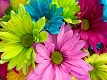 bloemen bezorgen aan huis - 3 - Thumbnail