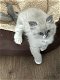 Ragdoll kittens - 2 - Thumbnail