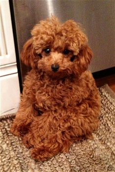 Toy Poodle-puppy's te koop - 0