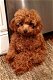 Toy Poodle-puppy's te koop - 0 - Thumbnail