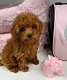Toy Poodle-puppy's te koop - 1 - Thumbnail