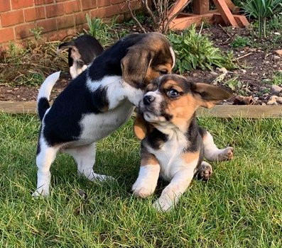 Prachtige Beagle-puppy's - 0