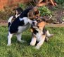 Prachtige Beagle-puppy's - 0 - Thumbnail