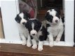 Geweldige Border Collie-puppy's. - 0 - Thumbnail