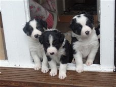 Geweldige Border Collie-puppy's.