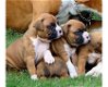 Mooie boxerpuppy's - 0 - Thumbnail