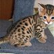 super Bengaalse kittens voor adoptie - 0 - Thumbnail