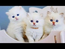 mooie Perzische kittens voor adoptie