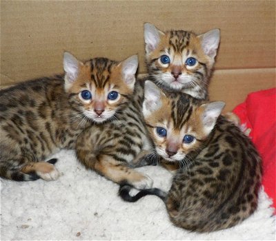 perfecte Bengaalse kittens voor adoptie - 0