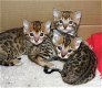 perfecte Bengaalse kittens voor adoptie - 0 - Thumbnail