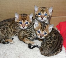 perfecte Bengaalse kittens voor adoptie