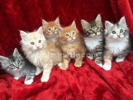 schattige maine coon kittens voor adoptie - 0