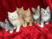 schattige maine coon kittens voor adoptie - 0 - Thumbnail