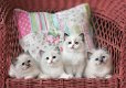 ragdoll kittens voor adoptie - 0 - Thumbnail