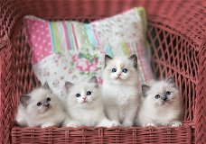 ragdoll kittens voor adoptie