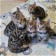 super Bengaalse kittens voor adoptie - 0 - Thumbnail