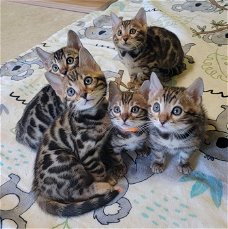 super Bengaalse kittens voor adoptie