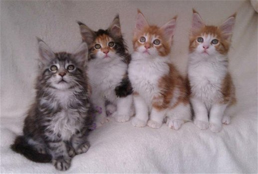 schattige maine coon kittens voor adoptie - 0