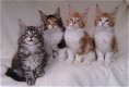 schattige maine coon kittens voor adoptie - 0 - Thumbnail