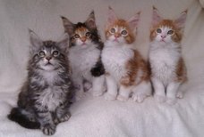 schattige maine coon kittens voor adoptie