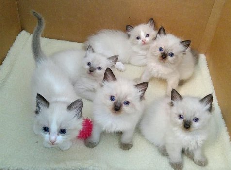 ragdoll kittens voor adoptie - 0