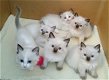 ragdoll kittens voor adoptie - 0 - Thumbnail