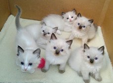 ragdoll kittens voor adoptie