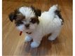 schattige shitzu-puppy's voor adoptie - 0 - Thumbnail