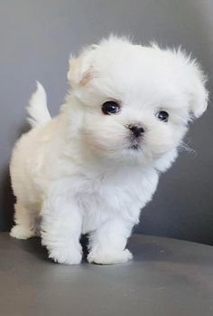 Maltese puppy's voor adoptie - 0