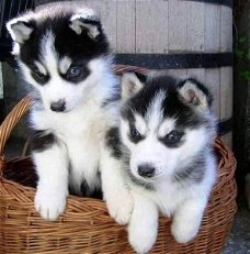 Siberische husky-pups voor adoptie