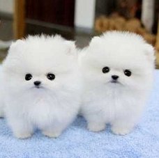 vriendelijke Pommeren pups voor adoptie