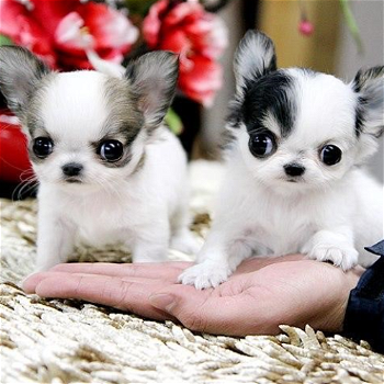 chihuahua-pups voor adoptie - 0