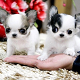 chihuahua-pups voor adoptie - 0 - Thumbnail