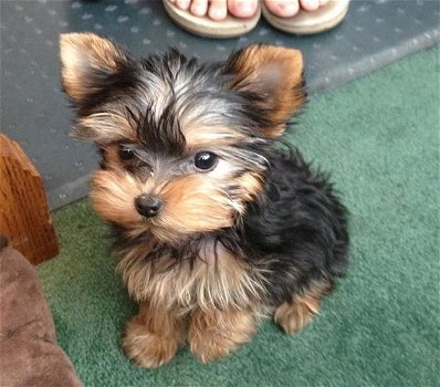 gezonde yorkie-pups voor adoptie. - 0