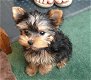 gezonde yorkie-pups voor adoptie. - 0 - Thumbnail