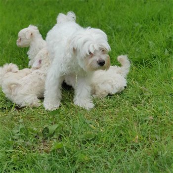 Maltese puppy's Op zoek naar een nieuw huis - 1