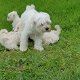 Maltese puppy's Op zoek naar een nieuw huis - 1 - Thumbnail